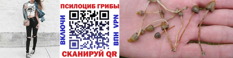 Псилоцибиновые грибы Psilocybine cubensis  МЕГА маркетплейс  Кинель 